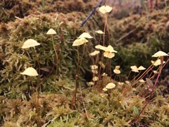 Splachnum luteum