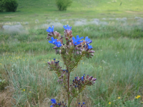 Slanke ossentong (Anchusa procera)