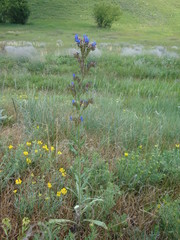 Anchusa procera