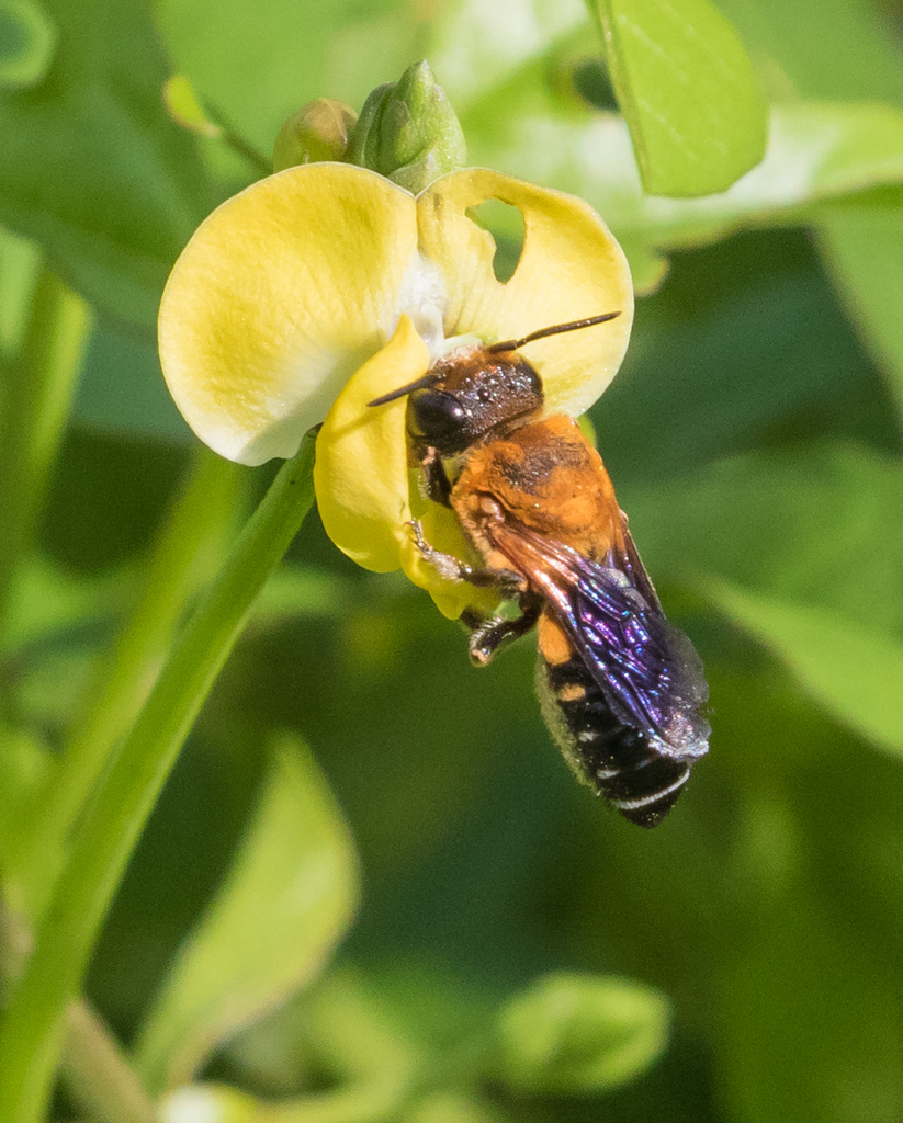 Shadow-winged Resin Bee