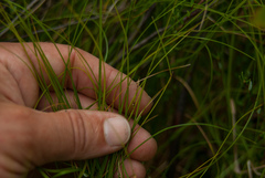 Carex billingsii