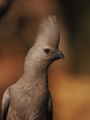 Grey Go-Away-Bird photo 6