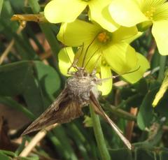 Cornutiplusia circumflexa