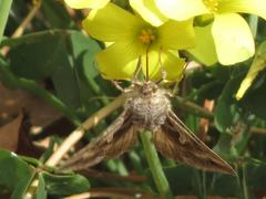 Cornutiplusia circumflexa