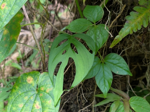 Monstera adansonii observed 2025-09-07