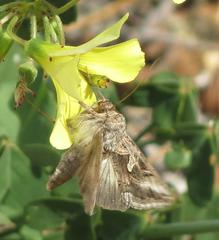 Cornutiplusia circumflexa
