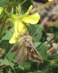 Cornutiplusia circumflexa