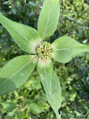 author not stated, no rights reserved Euphorbia schiedeana, photograph author not stated, no rights reserved
