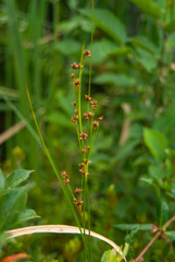 Cladium mariscoides
