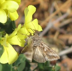 Cornutiplusia circumflexa