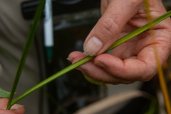 Cladium mariscoides