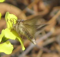 Cornutiplusia circumflexa