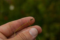 Carex trisperma