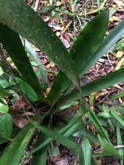 Aechmea fulgens