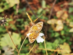 Phyciodes graphica graphica