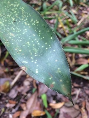 Aechmea fulgens