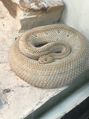 Crotalus unicolor