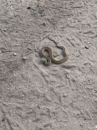 iNaturalist observation photo of Pacific Gopher Snake