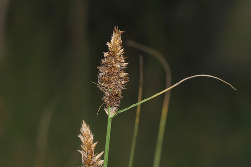 Sartwell's sedge (Carex sartwellii)