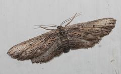 Hebdomophruda