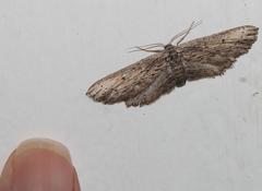 Hebdomophruda