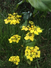 Stigmaphyllon blanchetii