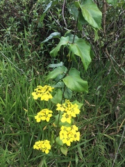 Stigmaphyllon blanchetii