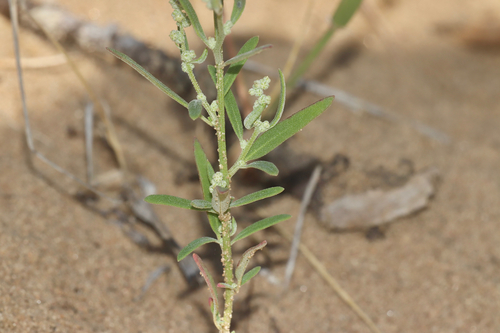 Narrowleaf Goosefoot (Chenopodium leptophyllum)