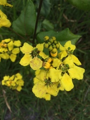 Stigmaphyllon blanchetii