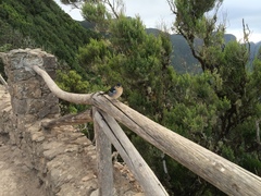 Fringilla coelebs canariensis