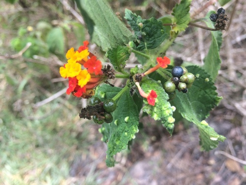 Lantana hirsuta, photograph 3