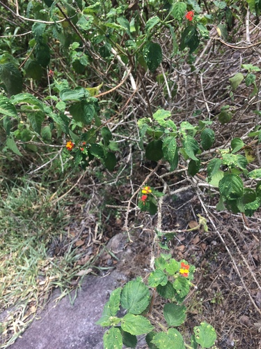 Lantana hirsuta, photograph 4