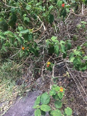 Lantana hirsuta amazonica