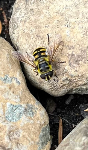 Unknown species found near Thurston County, US-WA, US