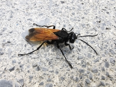 Sphex tepanecus