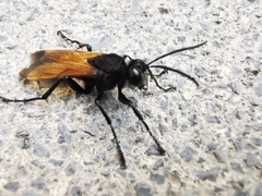 Sphex tepanecus