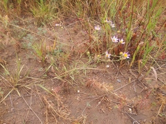 Dieteria bigelovii