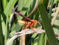 Polistes mexicanus