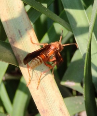 Polistes mexicanus