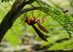 Polistes mexicanus
