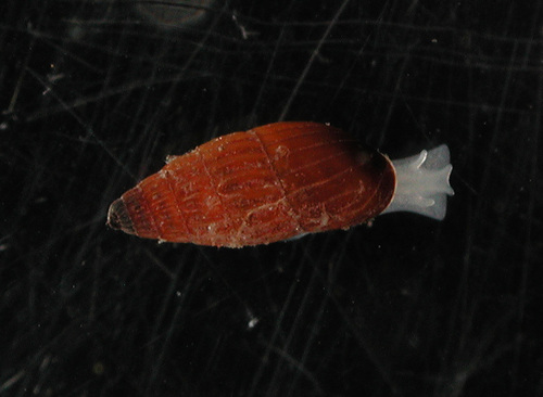 Herviera gliriella observed 2014-04-19