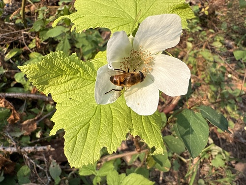 Unknown species found near Glacier National Park, Polebridge, MT, US
