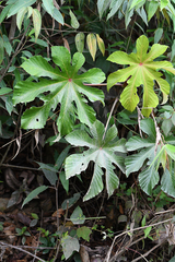 Cecropia polystachya