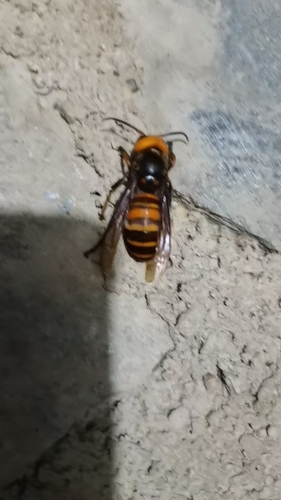 Asian Giant Hornet