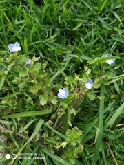 Veronica persica
