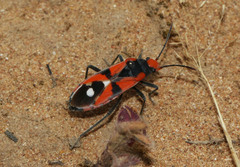 Melanerythrus mactans