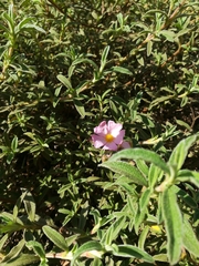 Cistus × skanbergii