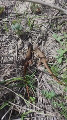 Stenocercus guentheri