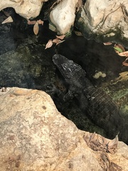 Alligator sinensis