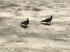 Columba guinea